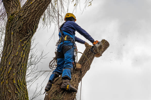 How Our Tree Care Process Works  in  Martinsville, NJ